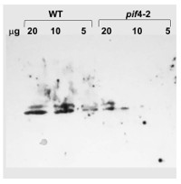 PIF4 | Phytochrome interacting factor 4 (rabbit antibody) in the group Antibodies Plant/Algal / DNA/RNA/Cell Cycle / Transcription regulation at Agrisera AB (Antibodies for research) (AS16 3157)